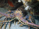 Underwater Ocean and seas picture from Dayo Scuba, Winter Park, Orlando, Florida